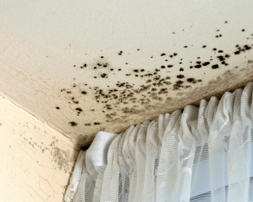 What is black mould